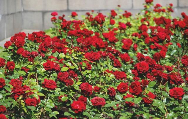 Rose - Gül